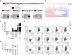 Mouse IgM Antibody in Flow Cytometry (Flow)