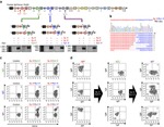 Mouse IgM Antibody in Flow Cytometry (Flow)
