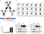 Mouse IgM Antibody in Flow Cytometry (Flow)