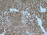 PKLR Antibody in Immunohistochemistry (Paraffin) (IHC (P))