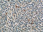 KIR3DX1 Antibody in Immunohistochemistry (Paraffin) (IHC (P))
