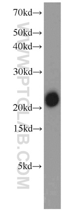 ATP5H Antibody in Western Blot (WB)