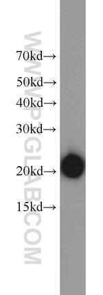 ATP5H Antibody in Western Blot (WB)