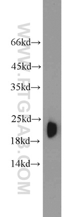 ATP5H Antibody in Western Blot (WB)