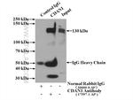 CDAN1 Antibody in Immunoprecipitation (IP)