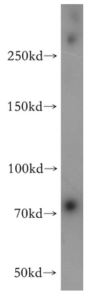 RSPH3 Antibody in Western Blot (WB)