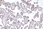 SLC39A9 Antibody in Immunohistochemistry (Paraffin) (IHC (P))