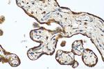 SLC39A9 Antibody in Immunohistochemistry (Paraffin) (IHC (P))