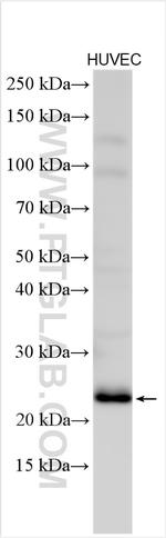 SLC39A9 Antibody in Western Blot (WB)