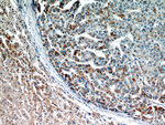 AKT2 Antibody in Immunohistochemistry (Paraffin) (IHC (P))