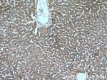 AKT2 Antibody in Immunohistochemistry (Paraffin) (IHC (P))