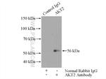 AKT2 Antibody in Immunoprecipitation (IP)