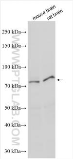 NOL11 Antibody in Western Blot (WB)