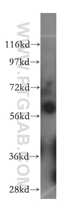 HEMGN Antibody in Western Blot (WB)