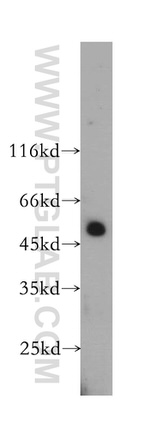 HEMGN Antibody in Western Blot (WB)