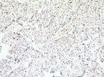 CD3 Antibody in Immunohistochemistry (Paraffin) (IHC (P))