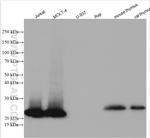 CD3 Antibody in Western Blot (WB)