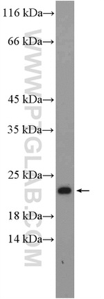 RPL26 Antibody in Western Blot (WB)