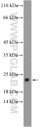 RPL26 Antibody in Western Blot (WB)