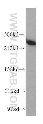 ASCC3 Antibody in Western Blot (WB)