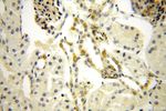 MSRB2 Antibody in Immunohistochemistry (Paraffin) (IHC (P))