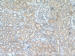 MSRB2 Antibody in Immunohistochemistry (Paraffin) (IHC (P))