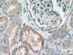 MSRB2 Antibody in Immunohistochemistry (Paraffin) (IHC (P))