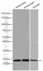 MSRB2 Antibody in Western Blot (WB)