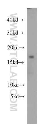 MSRB2 Antibody in Western Blot (WB)