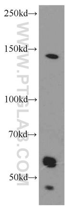 CDON Antibody in Western Blot (WB)