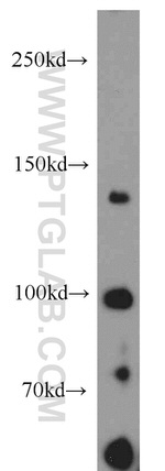 CDON Antibody in Western Blot (WB)
