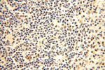 PGBD3 Antibody in Immunohistochemistry (Paraffin) (IHC (P))