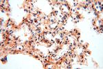 PGBD3 Antibody in Immunohistochemistry (Paraffin) (IHC (P))