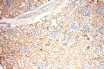 PGBD3 Antibody in Immunohistochemistry (Paraffin) (IHC (P))