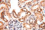 PGBD3 Antibody in Immunohistochemistry (Paraffin) (IHC (P))