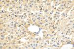 SPCS3 Antibody in Immunohistochemistry (Paraffin) (IHC (P))
