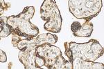 SPCS3 Antibody in Immunohistochemistry (Paraffin) (IHC (P))