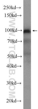 C7 Antibody in Western Blot (WB)