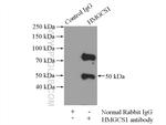 HMGCS1 Antibody in Immunoprecipitation (IP)