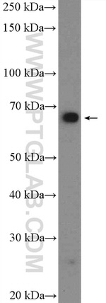 GRHL1 Antibody in Western Blot (WB)