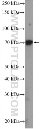 GRHL1 Antibody in Western Blot (WB)