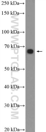 GRHL1 Antibody in Western Blot (WB)