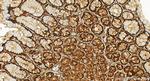 TIAR Antibody in Immunohistochemistry (Paraffin) (IHC (P))