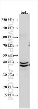 TIAR Antibody in Western Blot (WB)