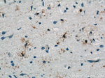PAAF1 Antibody in Immunohistochemistry (Paraffin) (IHC (P))