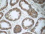 PAAF1 Antibody in Immunohistochemistry (Paraffin) (IHC (P))