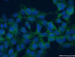 RANBP6 Antibody in Immunocytochemistry (ICC/IF)