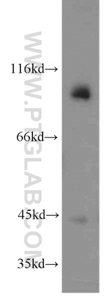 LGR6 Antibody in Western Blot (WB)