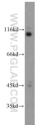 LGR6 Antibody in Western Blot (WB)
