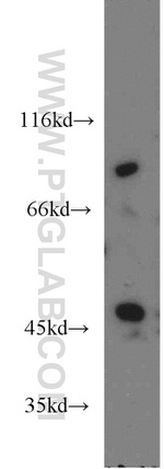 LGR6 Antibody in Western Blot (WB)